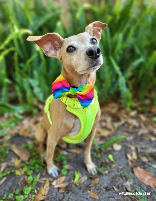 Tips For Pride Parading With Your Pup