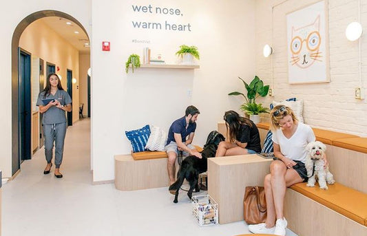 Puppy Shot Schedule: Dog Vaccines, Puppy Vet, Puppy Shots, Puppy Wellness, Dog Check-ups, Routine Vet Visits