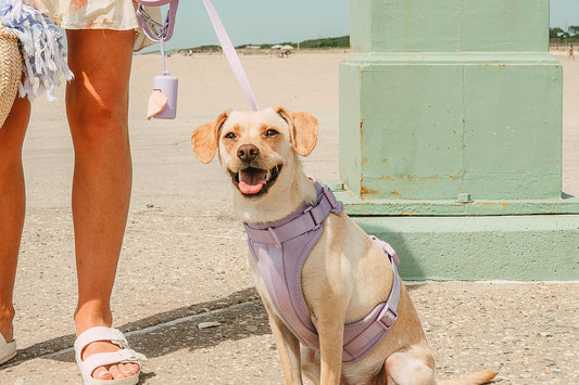 Beat the Heat: Smart Ways to Keep Your Dog Comfortable This Summer