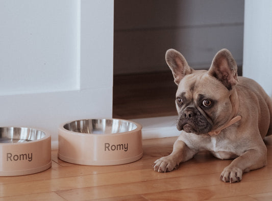 Funny Dog Names: best dog names, most popular dog names 2021, small dog names, big dog names, funniest dog names, unique dog names