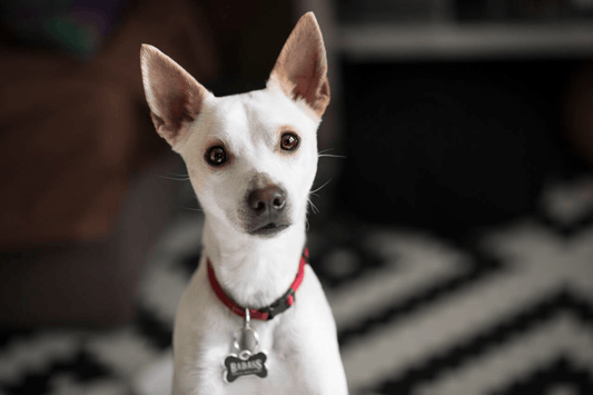 puppy adoption: adopting a puppy, everything you need for a new puppy, best puppy products, dog rescue, best rescue breeds, apartment breeds, dog fostering