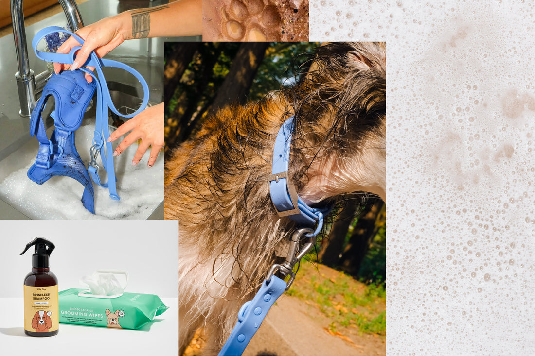 Dog Grooming Basics Every Pet Parent Should Know