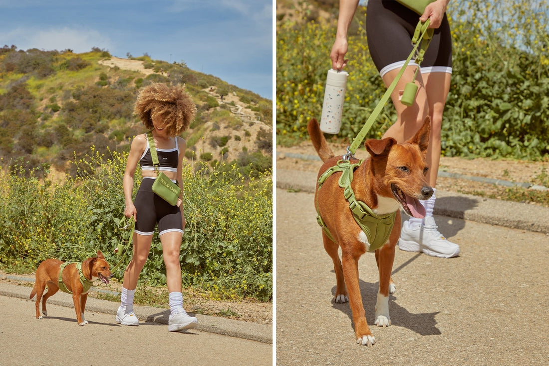 Vet-Approved Advice for Summer Hikes with Your Dog