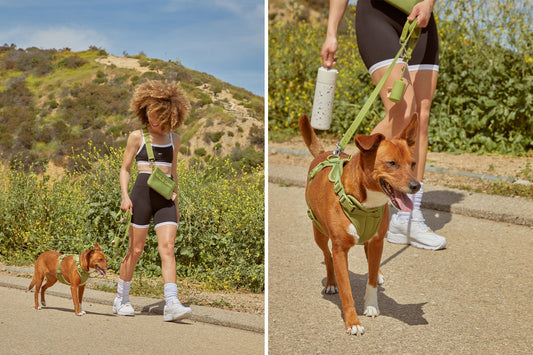 Vet-Approved Advice for Summer Hikes with Your Dog