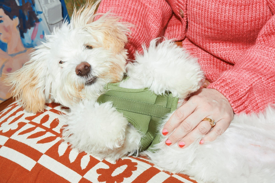 9 Must-Know Tips for First-Time Puppy Parents, Straight From Our Pack