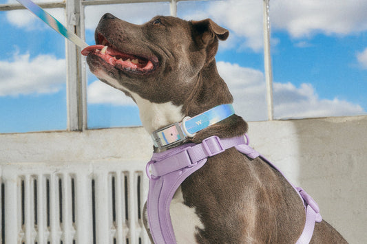 Harness or Collar? Which Is Best For Your Dog