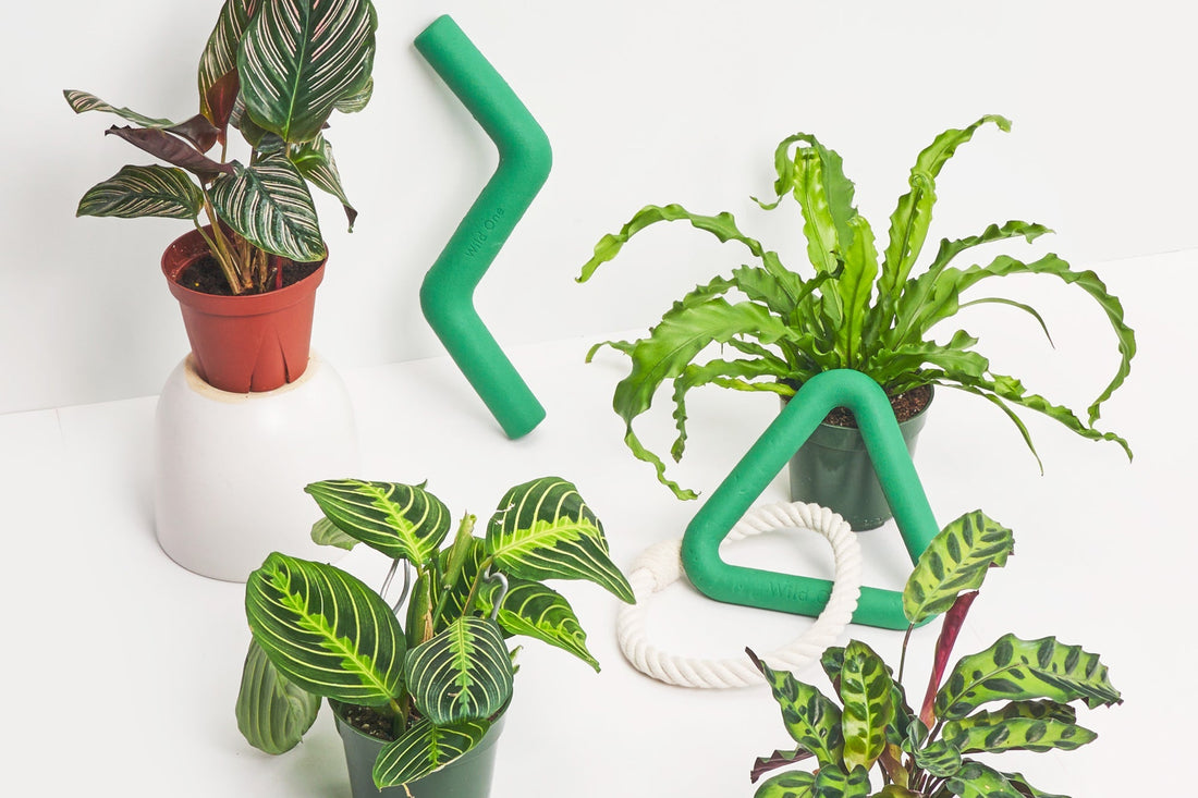4 Tips For Keeping Your Plants Pet-Friendly from Rooted