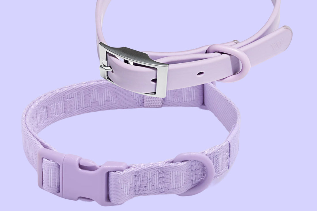 Which Collar Is Right For Your Dog?