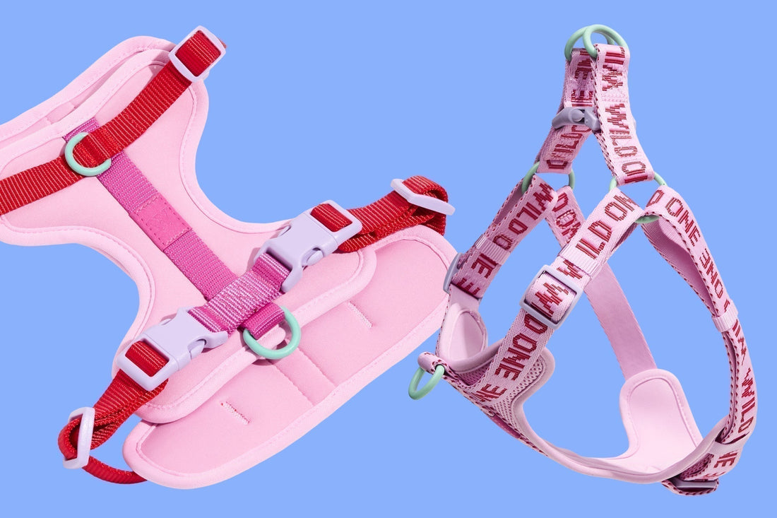 Which Harness Is Right For Your Dog?