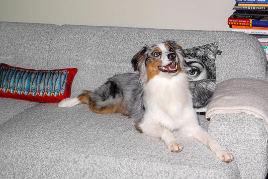 Meet Sierra Tishgart: Founder of Great Jones & Mom To A Pup With Dazzling Eyes