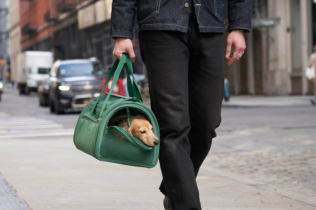 How to choose the right dog carrier: pet carrier, traveling with your dog, airline compliant pet carriers, best pet carrier, dog friendly airlines, rules for traveling with your dog, travel carrier, dog tote
