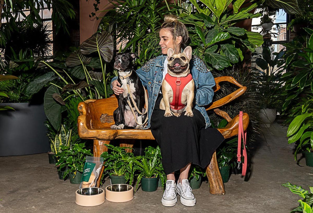 Plants that are poisonous to dogs: best house plants for dogs, dogs and plants, toxic plants for dogs