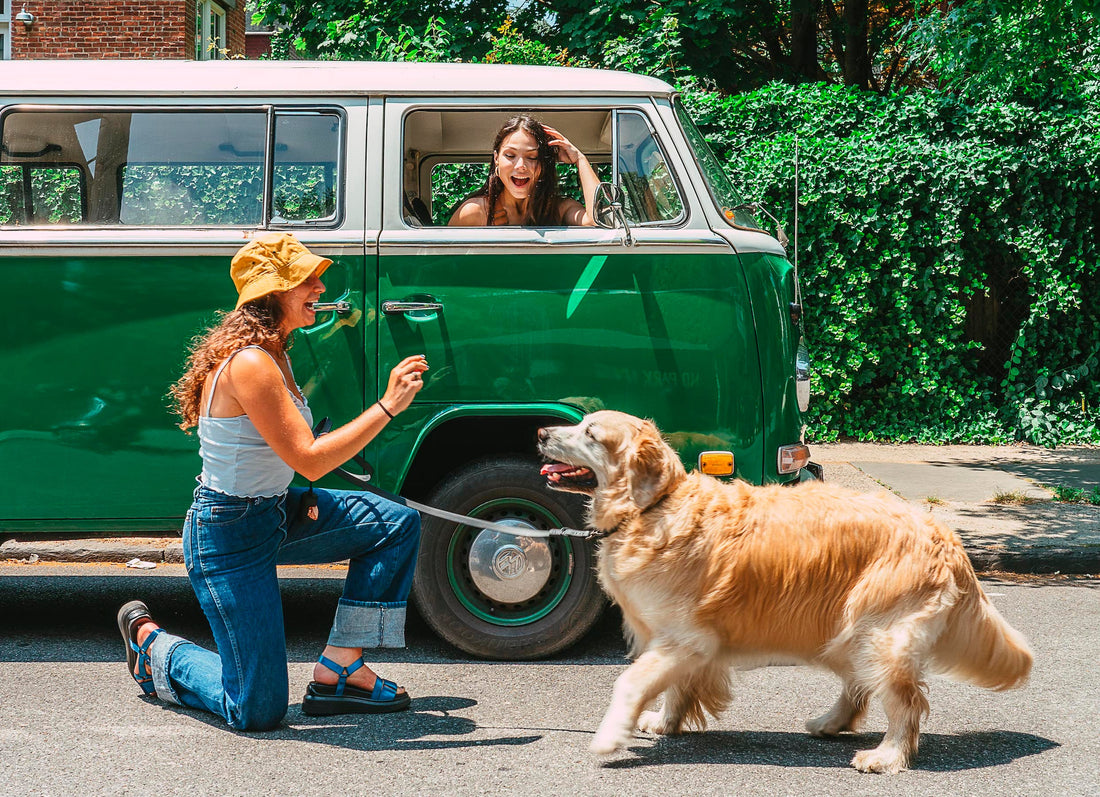 Dog Anxiety In Car - Helpful Tips: types of dog anxiety, dog calming treats, cbd treats, dog car safety, dog stress, pet carriers, dog carriers for car, dog harnesses for the car, dog car laws