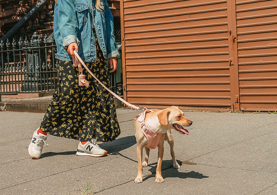 Walking a Dog on a Leash: A Training Guide; best dog leash, walk training, leash training, dog behavior, dog walks