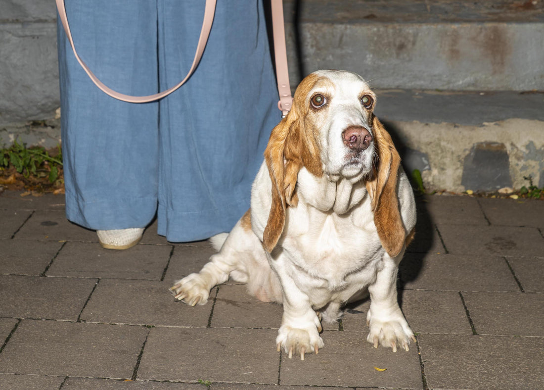 Calm Dog Breeds: best apartment dogs, dog anxiety, best dog breeds for city living, easiest dog breeds to care for, easiest dogs to train, dog temperament