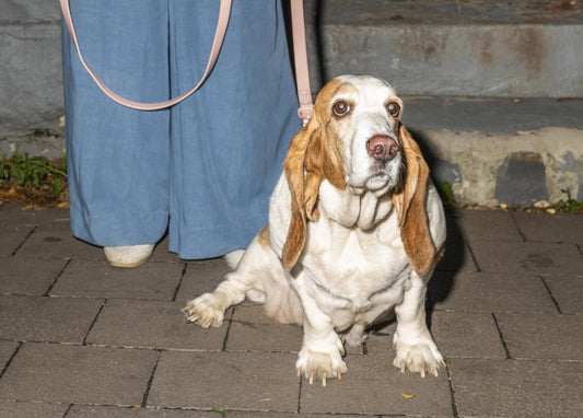 Calm Dog Breeds: best apartment dogs, dog anxiety, best dog breeds for city living, easiest dog breeds to care for, easiest dogs to train, dog temperament