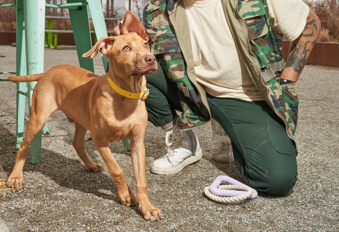 The Best Puppy Collars: dog collar, durable collar, most comfortable dog collar, martingale collar, walk training, collar size guide, dog collar reviews, adjustable dog collar, easy-to-clean dog collar, waterproof collar, collar and leash set