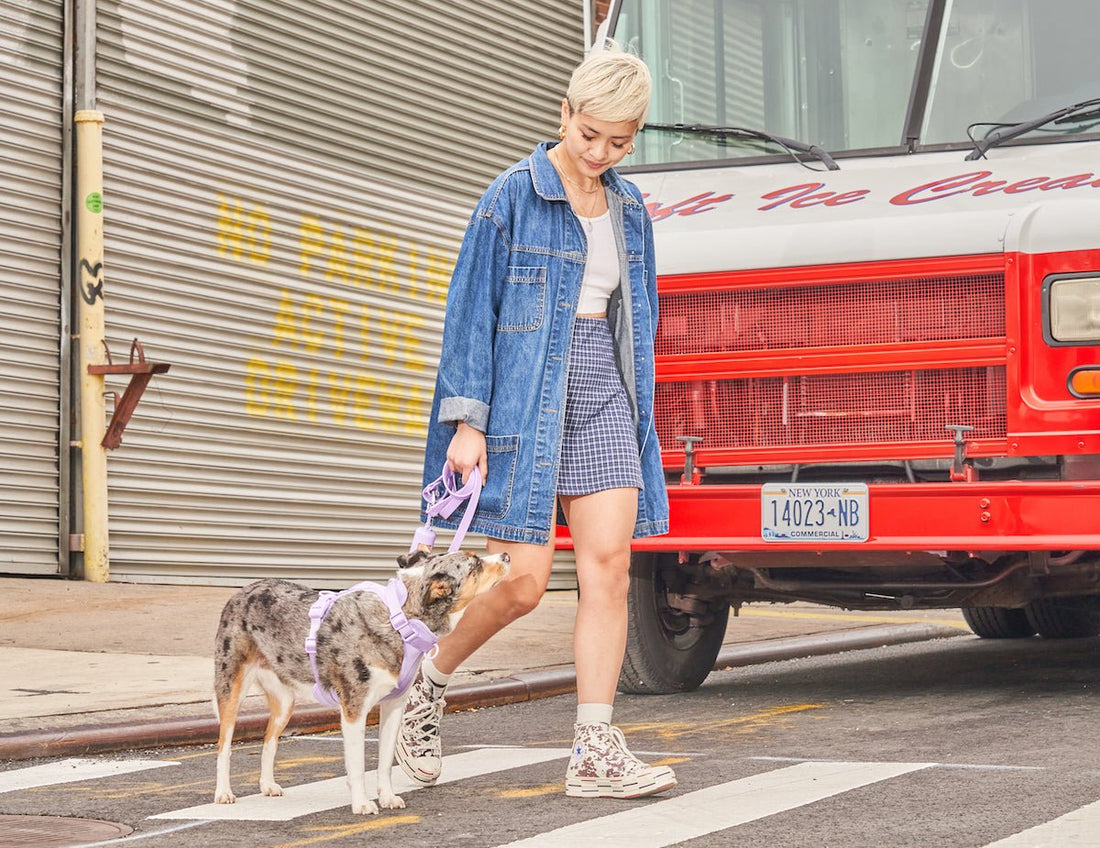 Leash Reactivity: A Training Guide for Walks; leash training, walk training, dog training, best dog leash, dog behavior tips