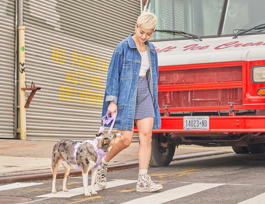 Leash Reactivity: A Training Guide for Walks; leash training, walk training, dog training, best dog leash, dog behavior tips