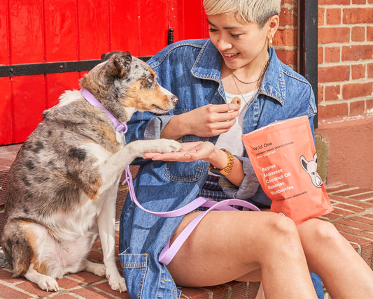 5 Best Dog Treats For Training: single-ingredient treats, training treats, dog training tips, how to reward dogs, how to train dogs, healthy dog treats, low-calorie dog treats, best treats for training, small dog treats