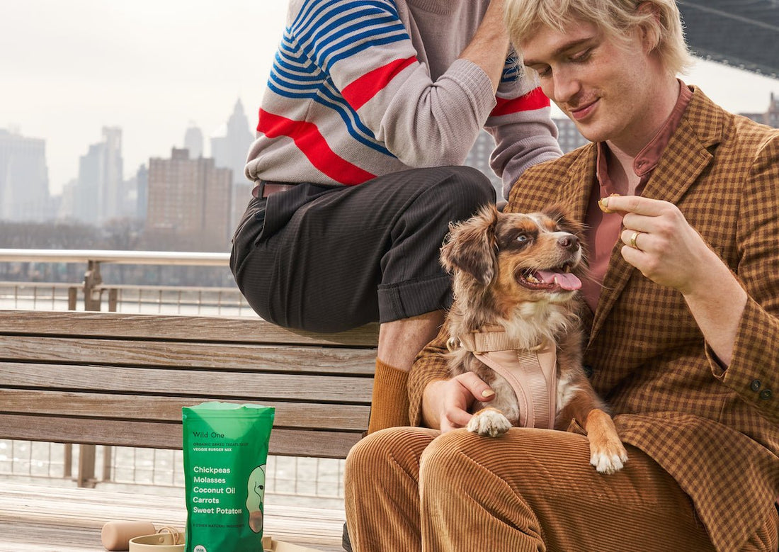 Tips for new dog parents: dog tips and tricks, first time dog owner, dog parenting 101, dog adoption, new dog, best dog products