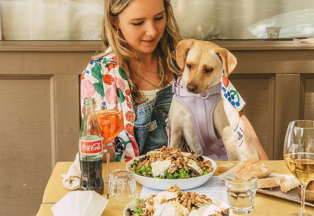 Pet Friendly Restaurants in New York City: brunch with your dog, dog friendly restaurants, new york city guide, best restaurants in NYC, dog friendly activities in new york