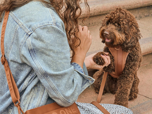 dog anxiety: dog separation anxiety, dog supplements, dog calming supplement, cbd for dogs, dog calming aid, how to treat dog anxiety, common dog health conditions, dog behavior, dog training