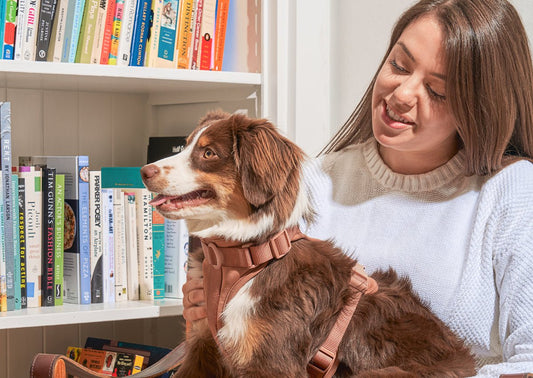 How to put on a dog harness; step-in harness, walk training, no-pull dog harness, benefits of dog harnesses, best dog harness, harness chafing