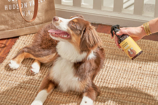 Dry Shampoo for dogs: rinseless shampoo, dog grooming, dog fur and coat health, dog grooming products, best dog shampoo, dog deodorant, dog deodorizing spray