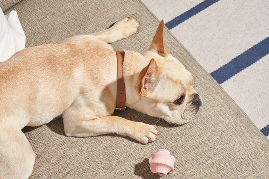 Dog stress: what to give my dog for stress, dog anxiety, separation anxiety in dogs, types of dog anxiety, dog health, causes of dog anxiety, dog anxiety treatments, cbd for dogs, calming supplements, calming aids, best calming treats for dogs 