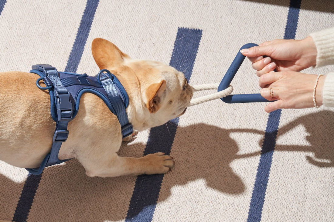 Why Do Dogs Like Tug of War? dog science, durable dog toys, rope toy, tug toy, teething puppies, dog play safety, dog bonding activities