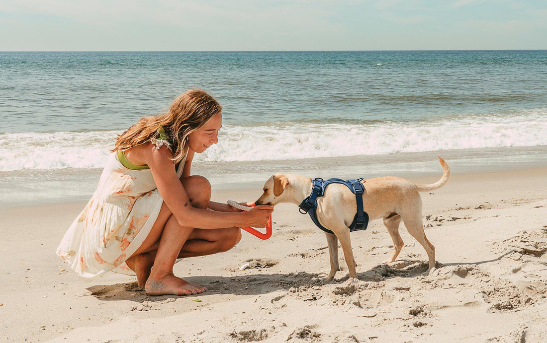 How To Keep Your Dog Cool In The Summer: dog cooling jacket, dog cooling mat, dog overheating, dog safety tips, thunder jacket, dog anxiety, dog beach gear, summer dog gear, dog harness, dog collar, dog leash, dog walking set