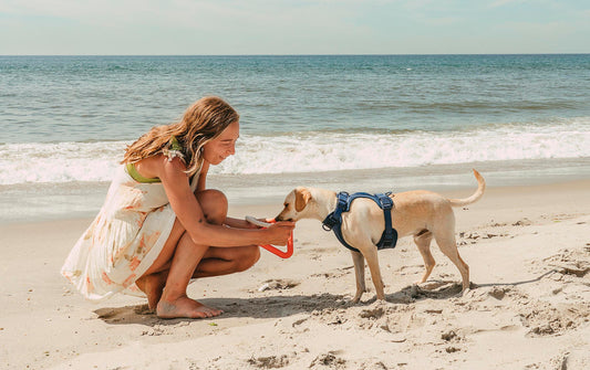 How To Keep Your Dog Cool In The Summer: dog cooling jacket, dog cooling mat, dog overheating, dog safety tips, thunder jacket, dog anxiety, dog beach gear, summer dog gear, dog harness, dog collar, dog leash, dog walking set