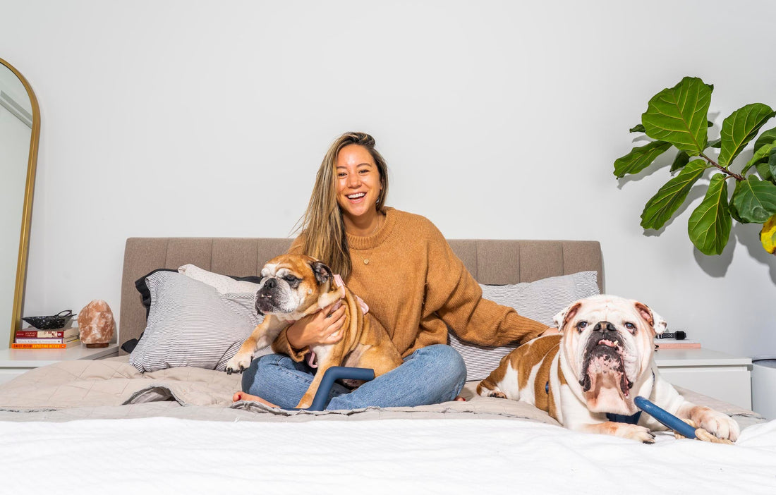 Best Apartment Dogs: Bull dogs, cavalier king charles spaniel, pug, greyhound, large dog breeds, small dog breeds, city dogs