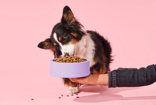 best dog food for allergies: kibble, organic dog food, dog food ingredients, how to change your dogs food, dog allergies, dog food brands