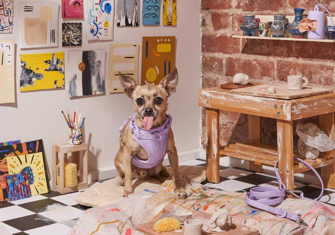 Non-Shedding Dogs, hypoallergenic dog breeds, hairless dog breeds, dog allergies, dog shedding, dog grooming, short haired dogs