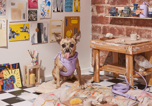 Non-Shedding Dogs, hypoallergenic dog breeds, hairless dog breeds, dog allergies, dog shedding, dog grooming, short haired dogs