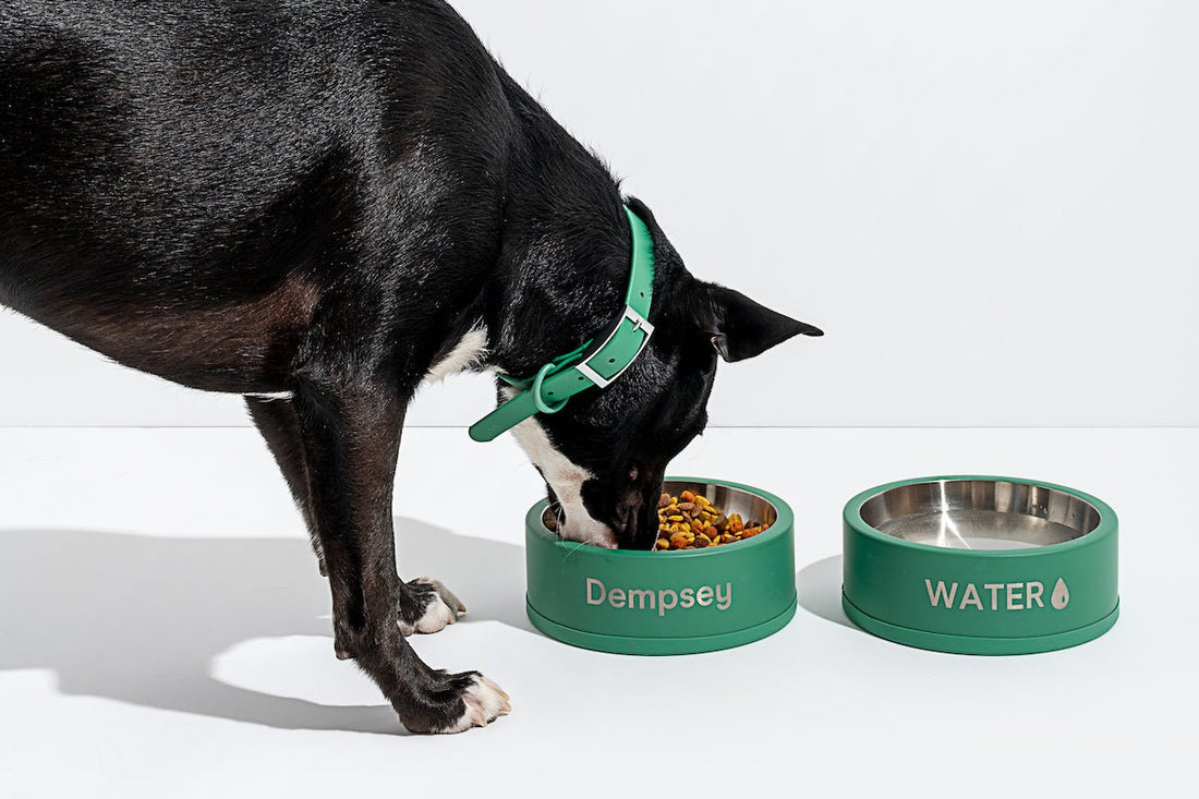 Most popular dog names of 2022: unique dog names, best dog names, funny dog names, human dog names, popular dog names, monogramed dog bowls, personalized dog bowls, dog tag, dog ID