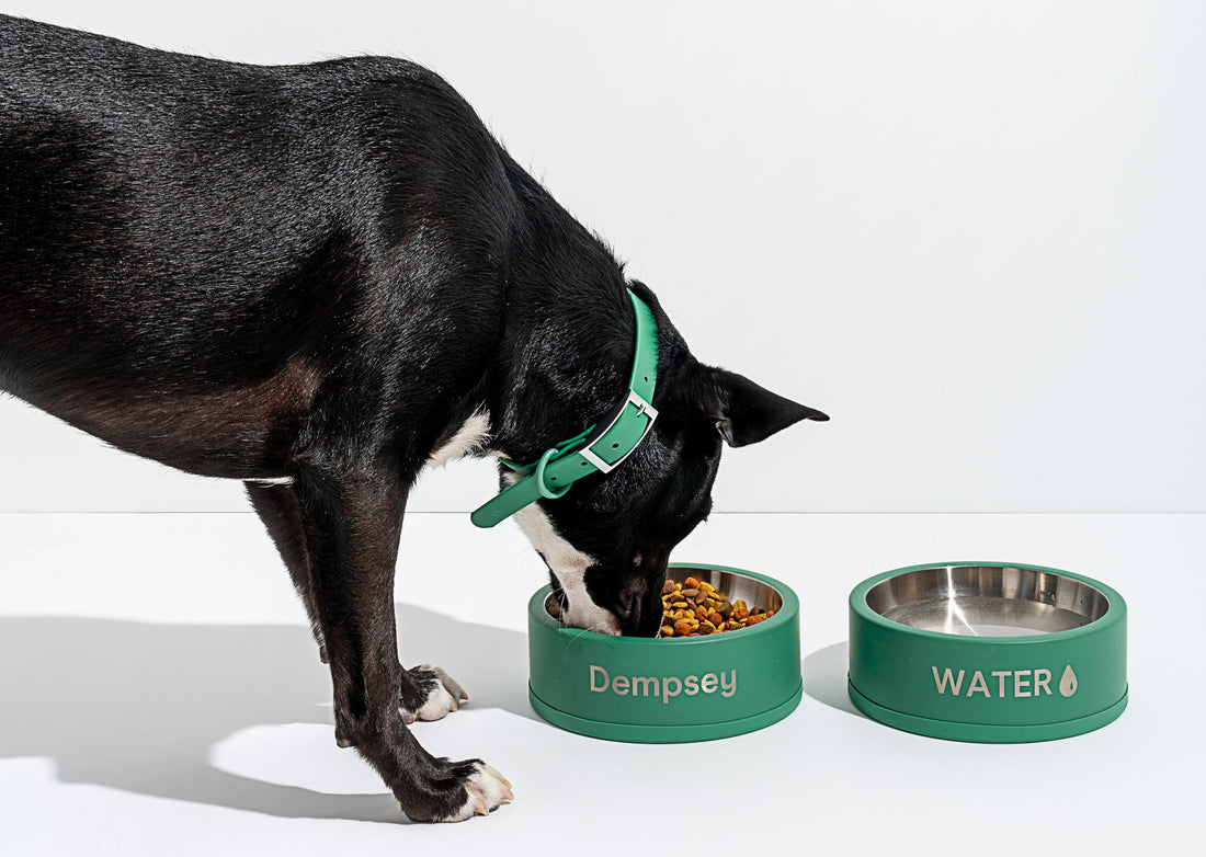 2021 Best Dog Food For Allergies Guide: best food for puppies, best dog food, organic dog food, hypo-allergenic dog food, wet dog food, dry dog food, kibble, dog nutrition, dog health, healthy dog food, dog allergies