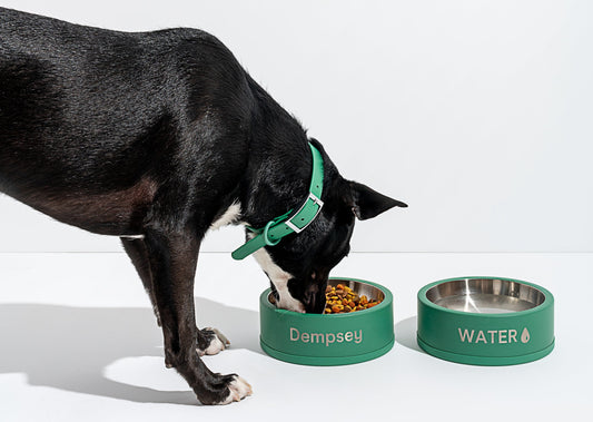 2021 Best Dog Food For Allergies Guide: best food for puppies, best dog food, organic dog food, hypo-allergenic dog food, wet dog food, dry dog food, kibble, dog nutrition, dog health, healthy dog food, dog allergies