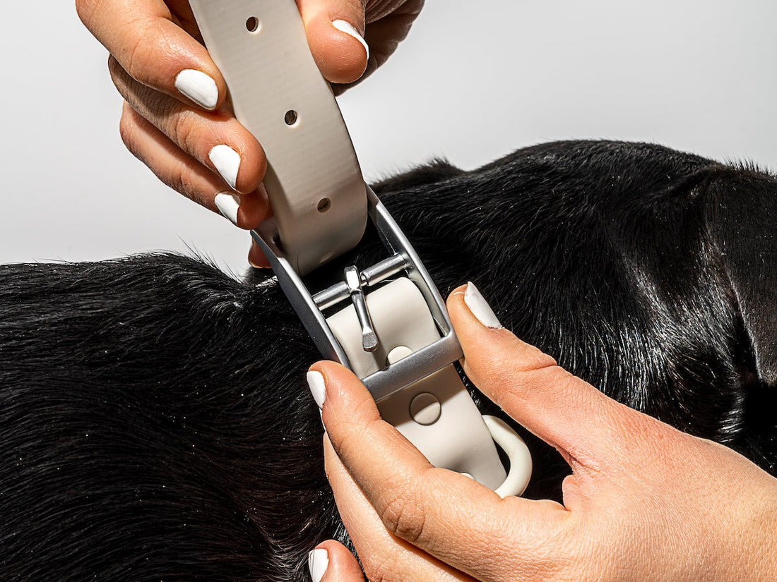 how to chose the right sized collar for your dog: collar size guide, best dog collars, large dog collars, small dog collars, how to use a dog collar