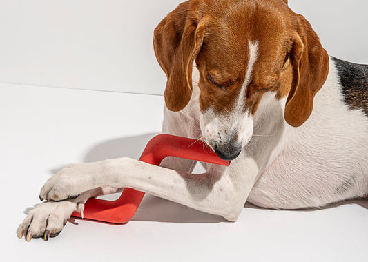 The Benefits of Frozen Dog Treats: How to keep your dog cool, can dogs eat ice cream? freezer-safe dog toys, frozen dog treats, dog treat recipes, peanut butter dog treats, best fruit for dogs, dog ice pops, should dogs eat ice cubes?