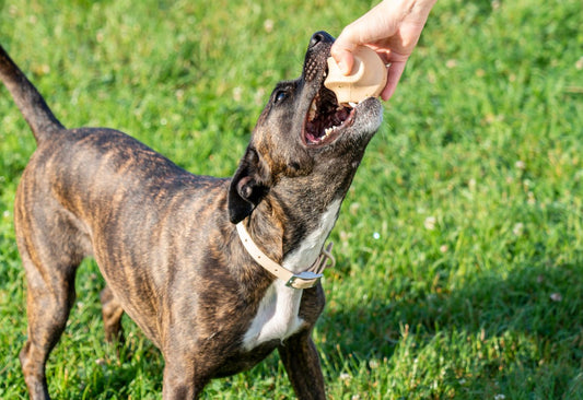 Best ball to play fetch with: dog fetch toys, dog tennis ball, dog ball, dog chew toy, dog games, dog park, rubber dog toys, durable fetch toys, treat-dispensing toys, play fetch