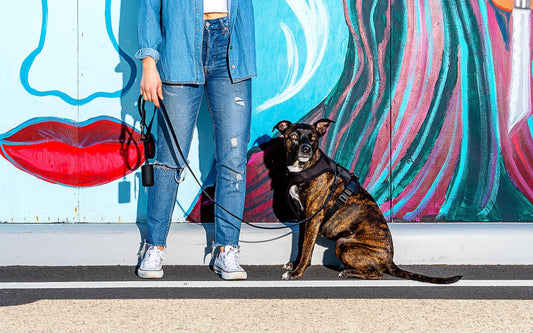 Rare Dog Breeds: dog adoption, best family dog breeds, small dog breeds, large dog breeds, most expensive dog breeeds