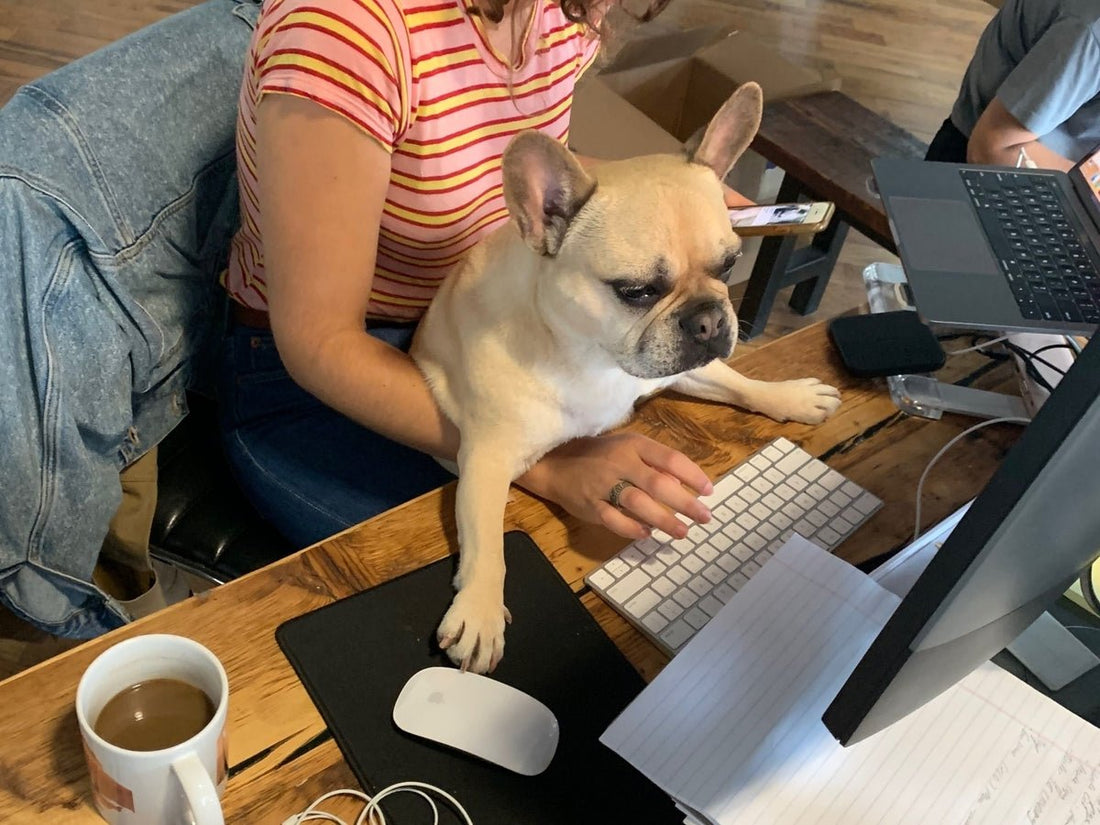 Tips For Working In A Dog-Friendly Office