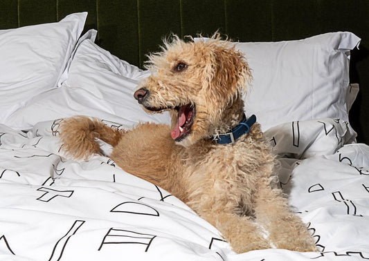 Tips For Leaving Your Dog at Home