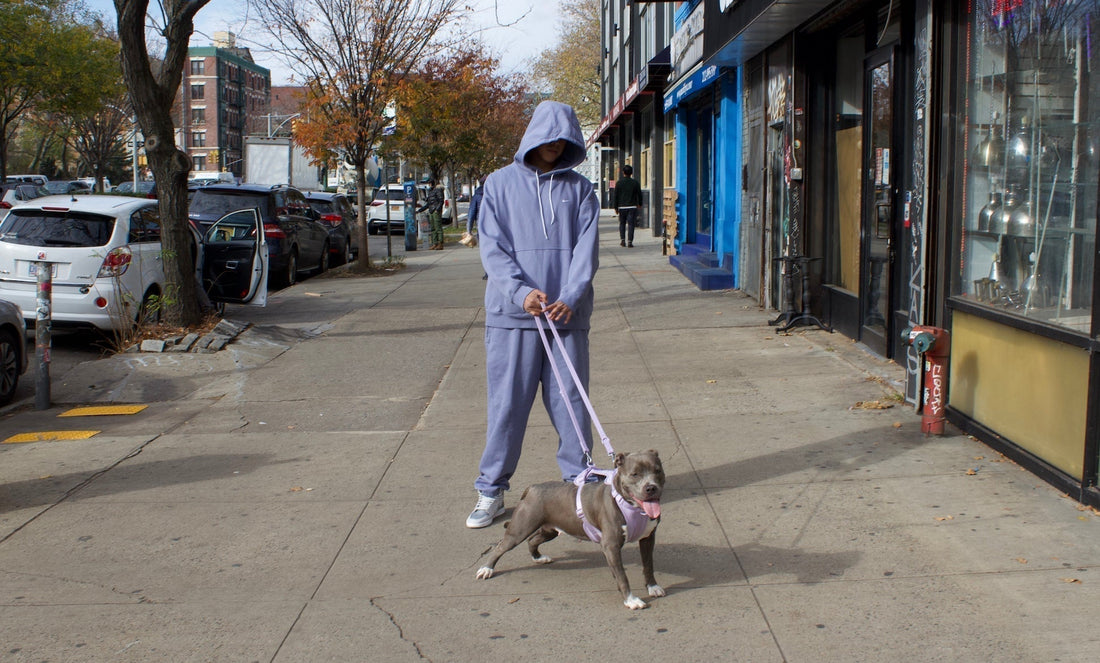 These No-Pull Dog Harnesses Come Highly Recommended: Best dog harness, best no-pull harness, walk training, how to stop dog from pulling on leash, dog leash training, harness chafing, front clip harness, strap harness, martingale, adjustable harness 