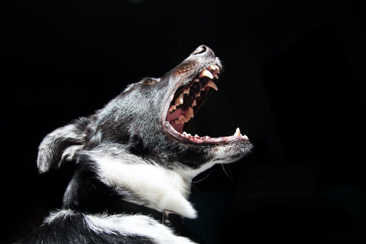How to Train a Dog Not to Bite; training tips, dog behavior, aggressive dog, puppy teething, play biting