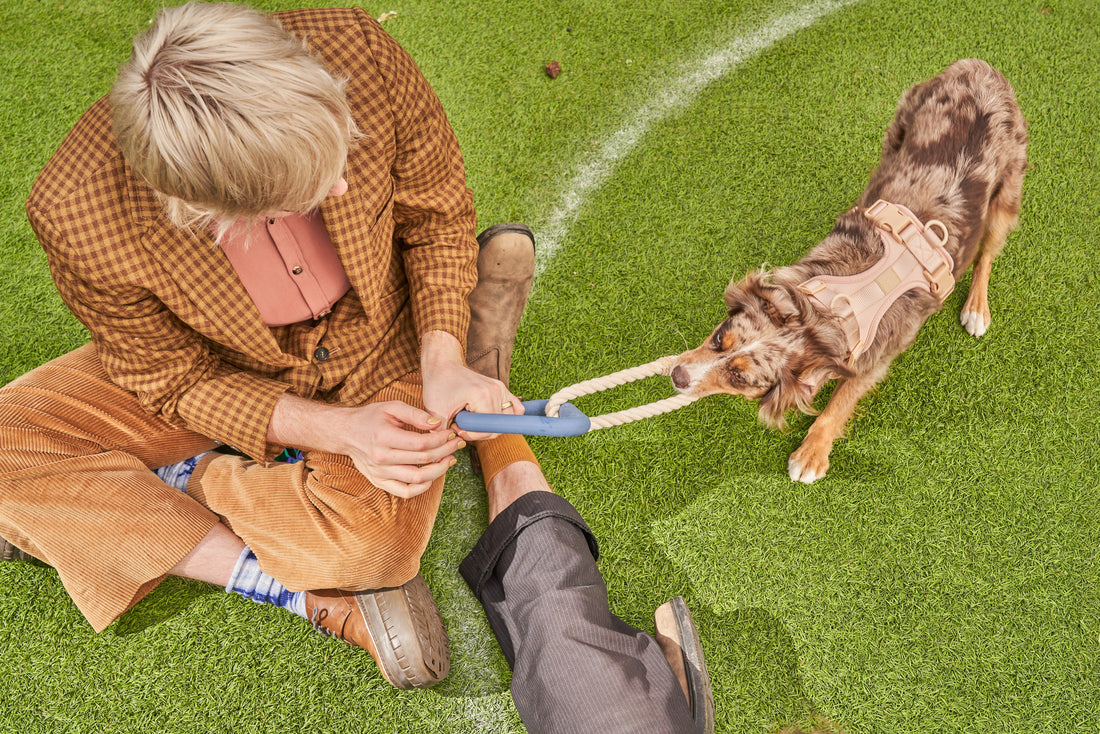 The 5 Best Dog Toys: Chew Toys, Rope Toys, Fetch Toys, Rubber Toys, Plush Toys, Squeak Toys, Ball Launchers, Treat Dispensing Toys