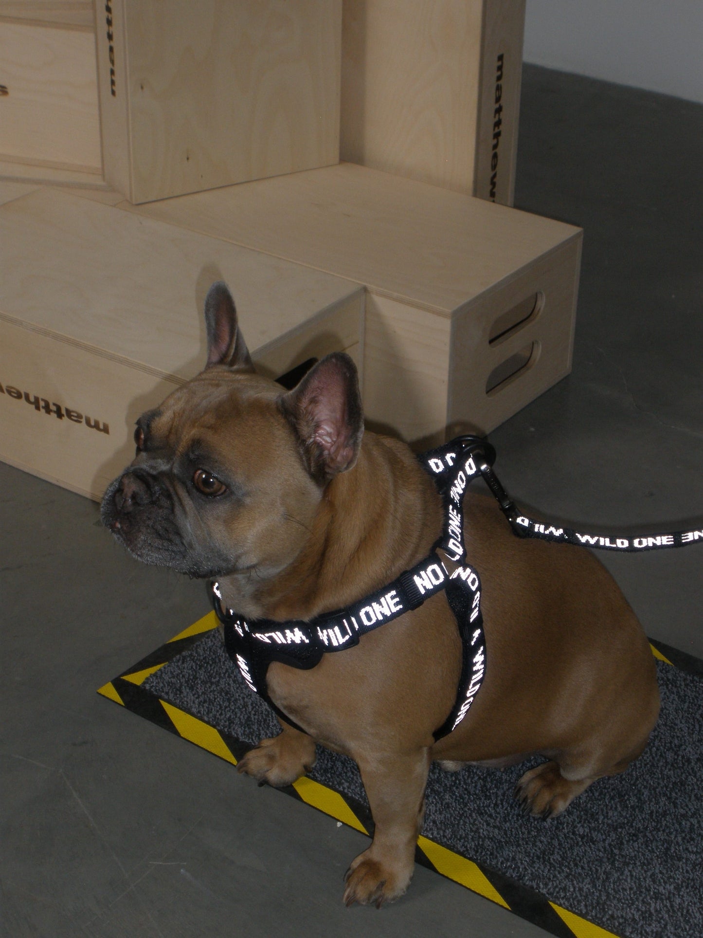 Black | Reflective for enhanced nighttime visibility